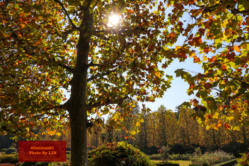 f:id:linlinsz81:20201114175615j:plain