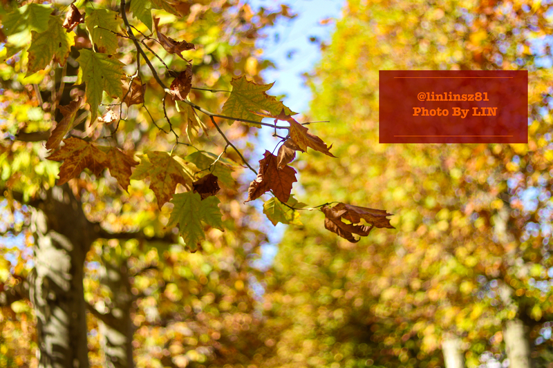 f:id:linlinsz81:20201114175632j:plain