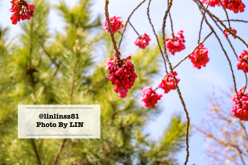 f:id:linlinsz81:20210307113343j:plain