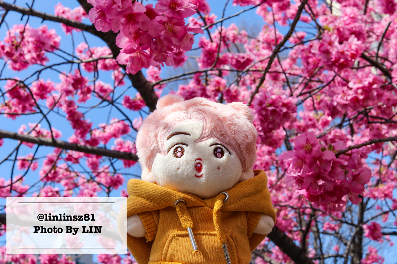 f:id:linlinsz81:20210307113422j:plain