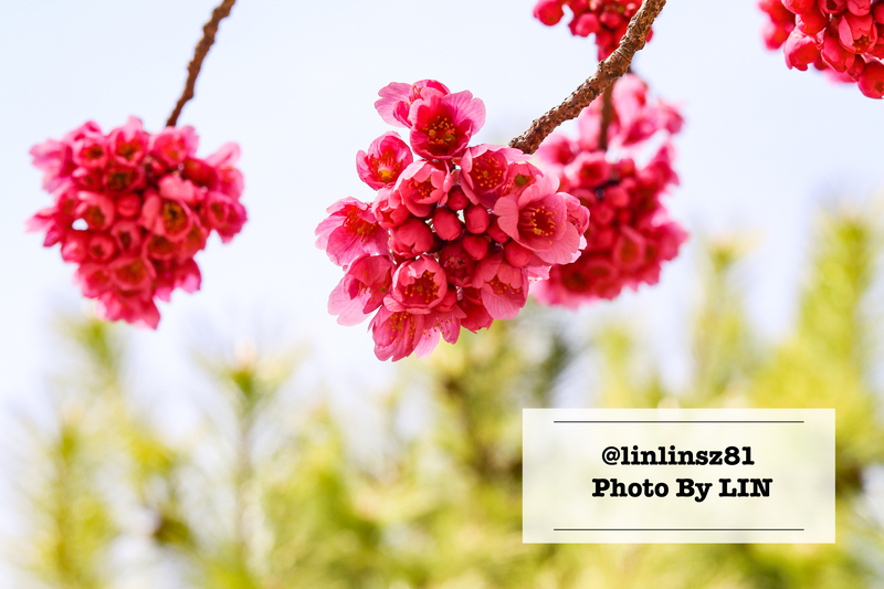 f:id:linlinsz81:20210307113851j:plain
