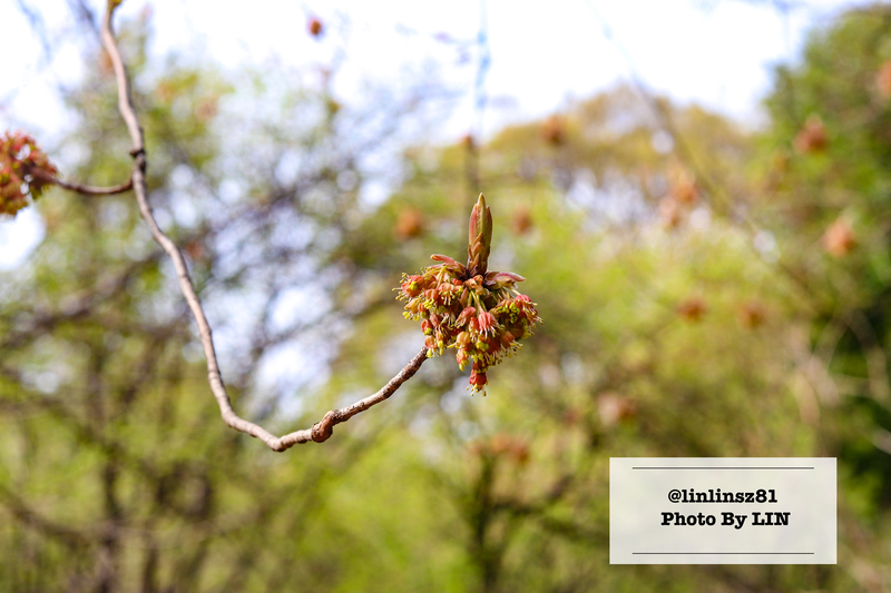 f:id:linlinsz81:20210411013451j:plain
