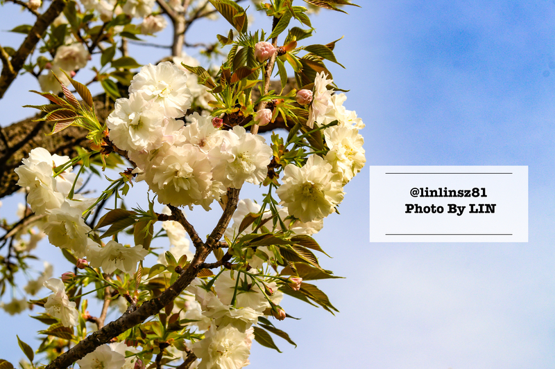 f:id:linlinsz81:20210411222055j:plain