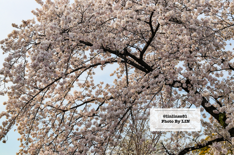 f:id:linlinsz81:20210411222209j:plain