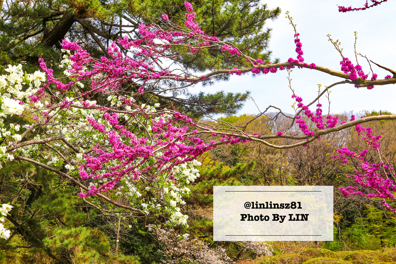 f:id:linlinsz81:20210411224400j:plain