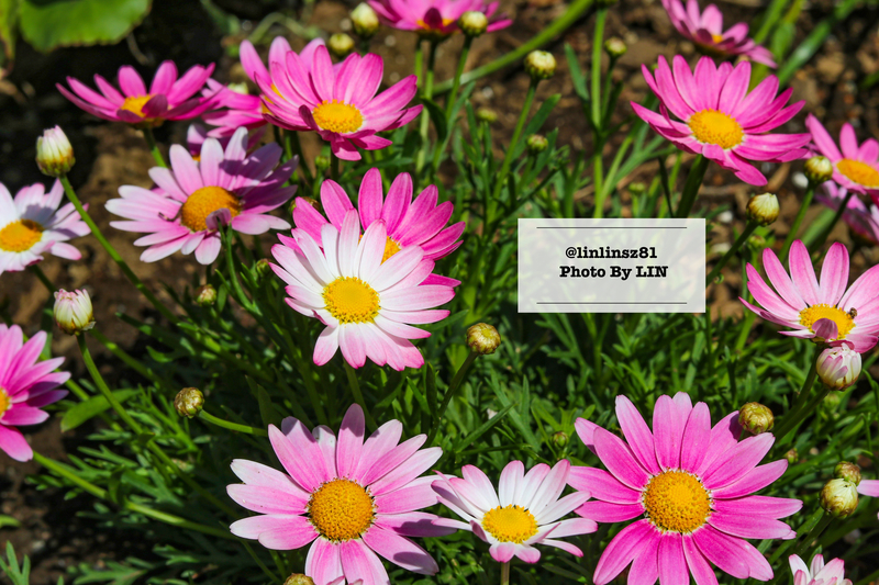 f:id:linlinsz81:20210505132057j:plain