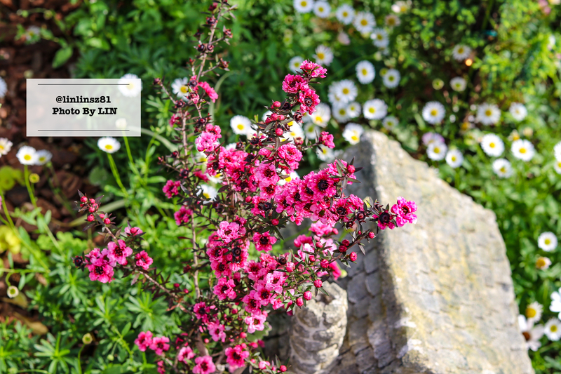 f:id:linlinsz81:20210609100938j:plain