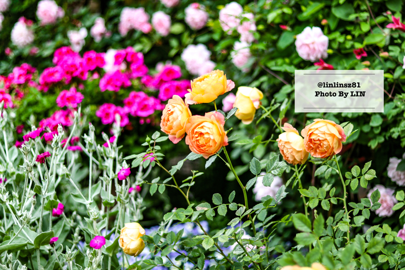 f:id:linlinsz81:20210609102443j:plain