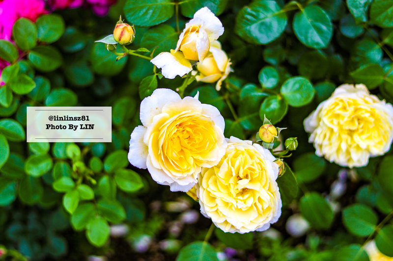 f:id:linlinsz81:20210609102517j:plain