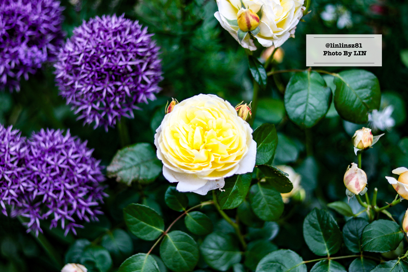 f:id:linlinsz81:20210609102549j:plain