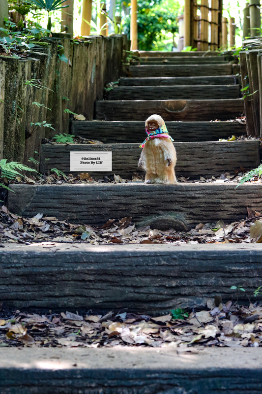 f:id:linlinsz81:20210609104542j:plain