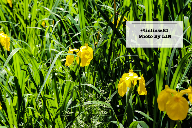 f:id:linlinsz81:20210609105108j:plain