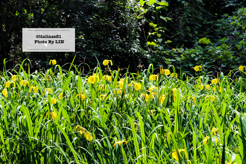 f:id:linlinsz81:20210609105144j:plain