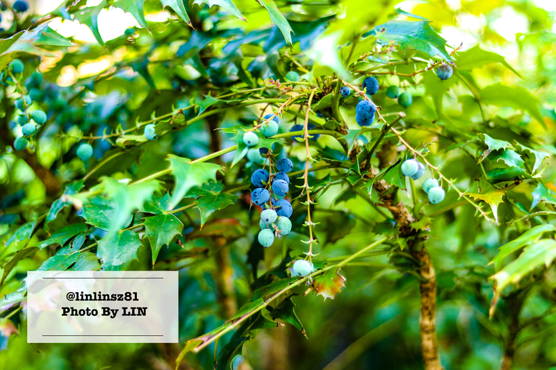 f:id:linlinsz81:20210609105846j:plain