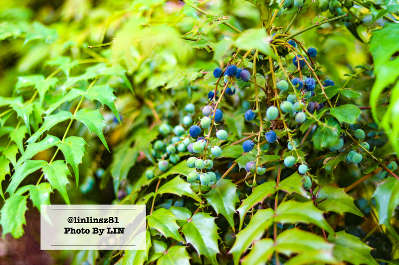 f:id:linlinsz81:20210609105916j:plain