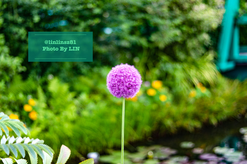 f:id:linlinsz81:20210609204410j:plain
