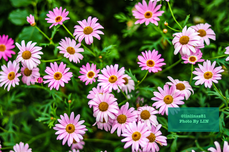 f:id:linlinsz81:20210609205136j:plain