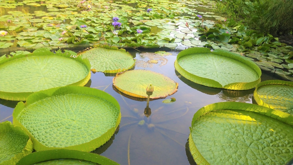 桃園情報｜莫內の花園｜台湾女子、鈴鈴の台湾ガイドブック11