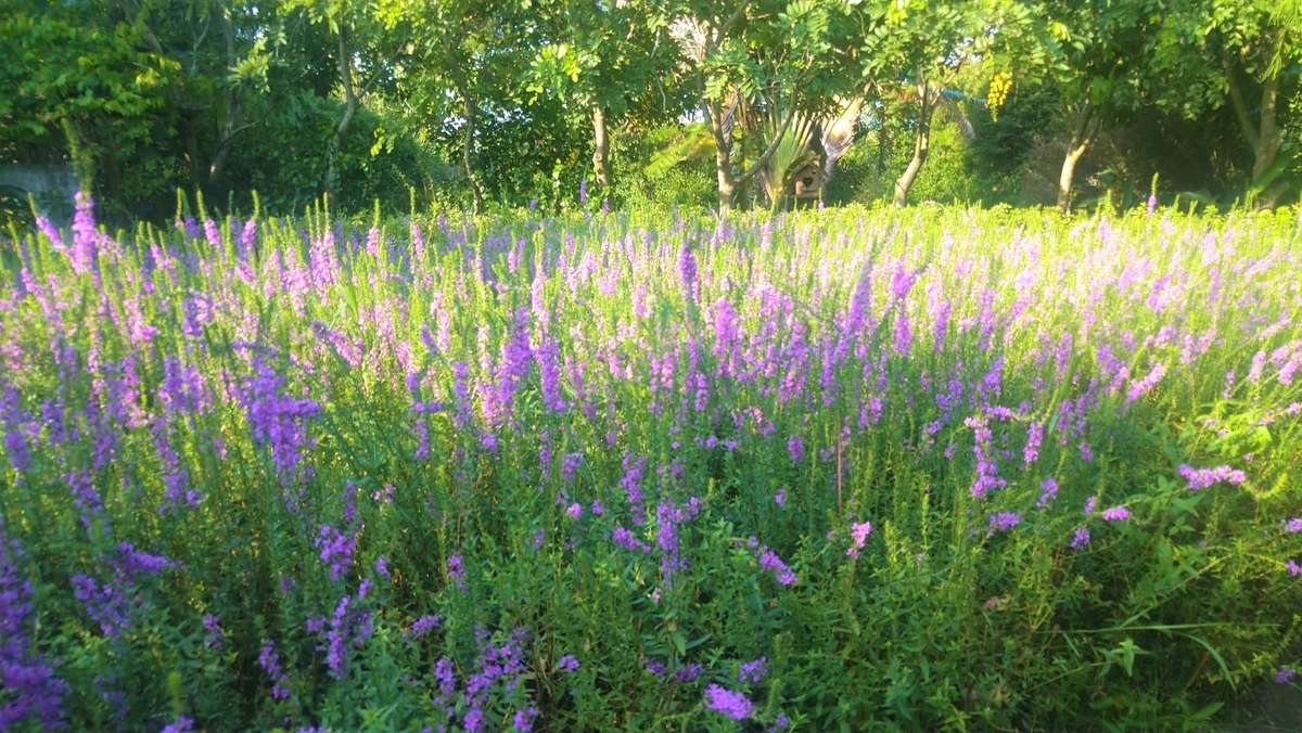 桃園情報｜莫內の花園｜台湾女子、鈴鈴の台湾ガイドブック13