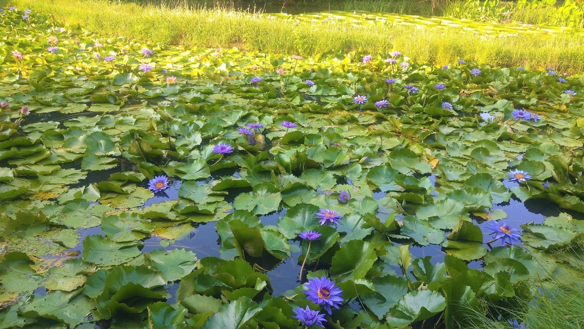 桃園情報｜莫內の花園｜台湾女子、鈴鈴の台湾ガイドブック14