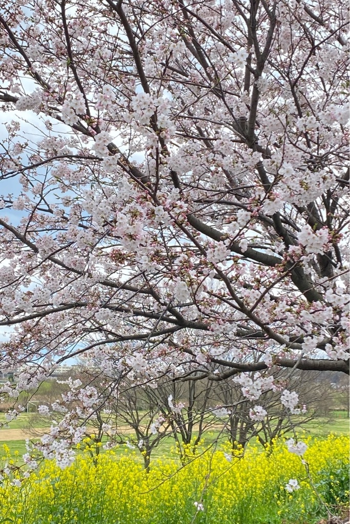 f:id:linmu41:20200328190345j:image f:id:linmu41:20200328190345j:image