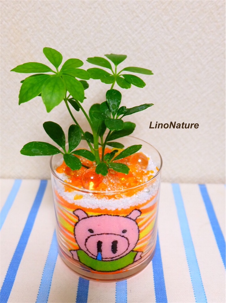 f:id:linonature:20160223172849j:image f:id:linonature:20160223172849j:image