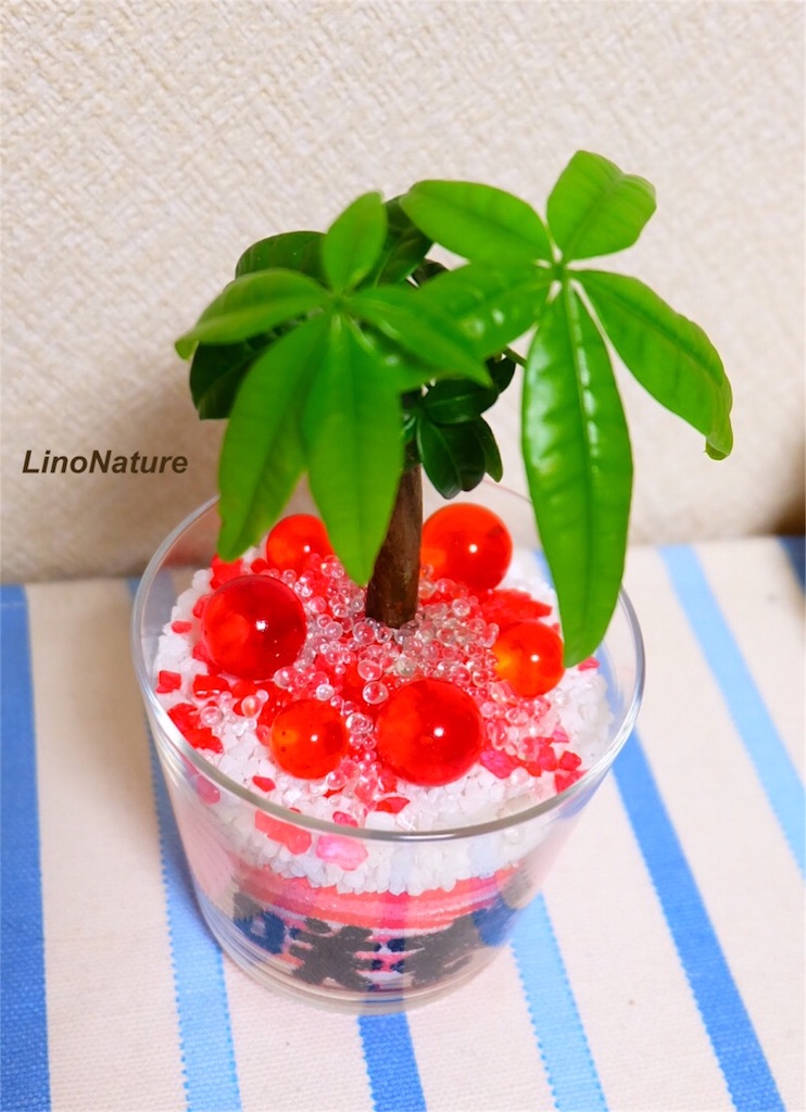 f:id:linonature:20160223180742j:image f:id:linonature:20160223180742j:image