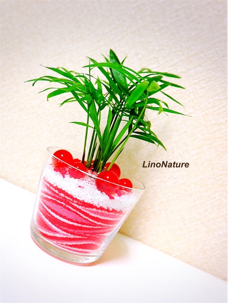 f:id:linonature:20160223202607j:image f:id:linonature:20160223202607j:image