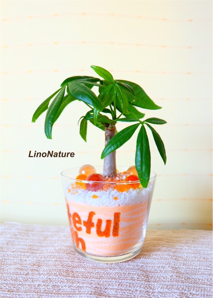 f:id:linonature:20160307130311j:image f:id:linonature:20160307130311j:image