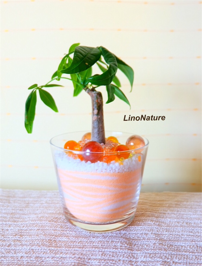 f:id:linonature:20160307130327j:image f:id:linonature:20160307130327j:image