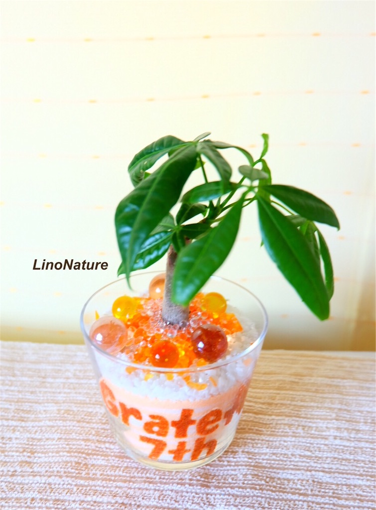 f:id:linonature:20160307130338j:image f:id:linonature:20160307130338j:image