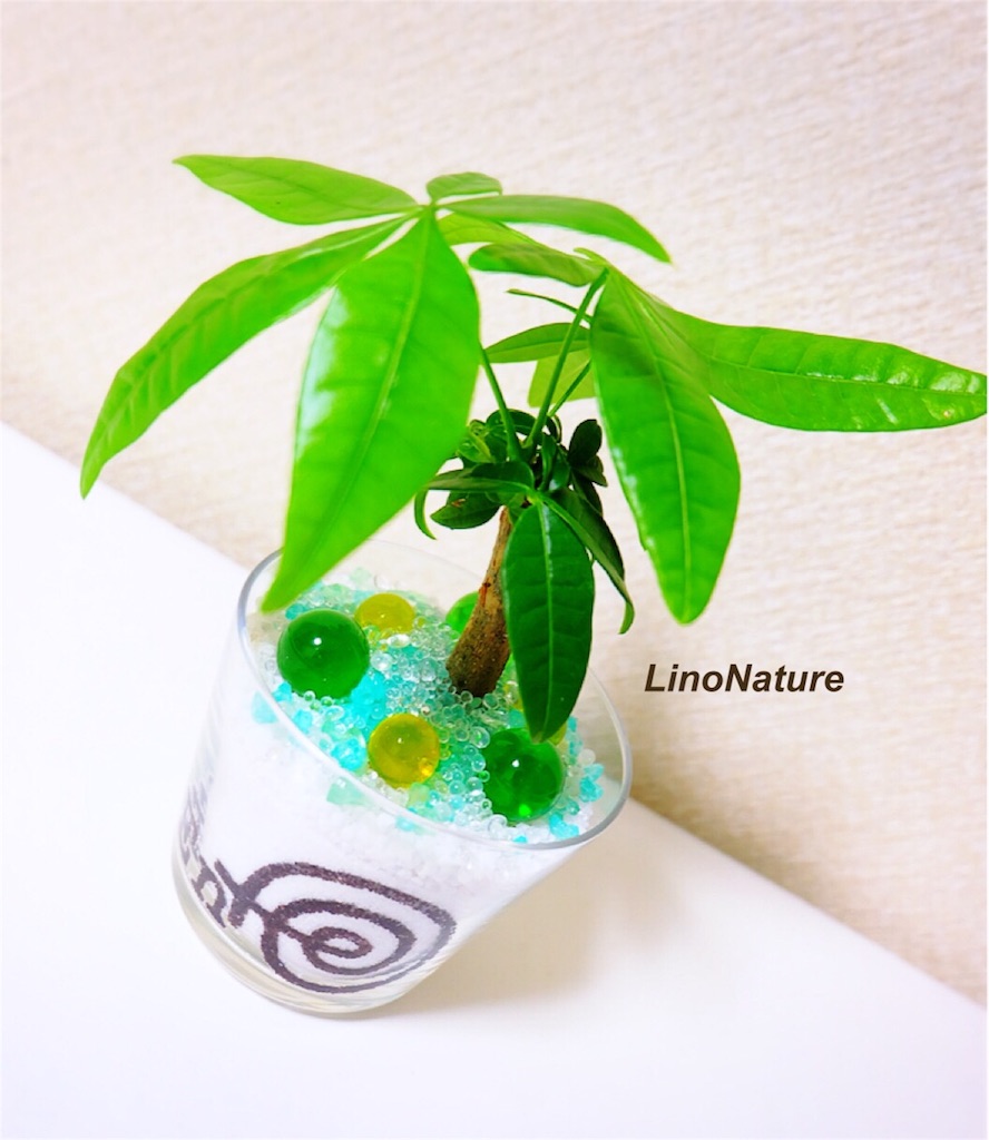 f:id:linonature:20160410225736j:image f:id:linonature:20160410225736j:image