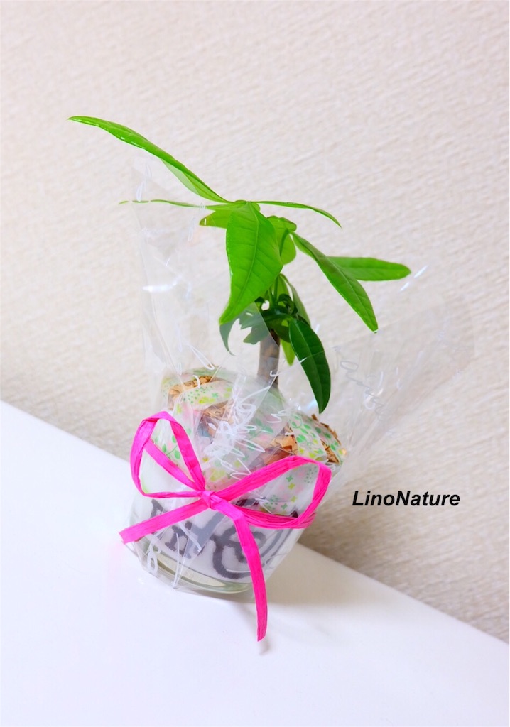 f:id:linonature:20160410225750j:image f:id:linonature:20160410225750j:image
