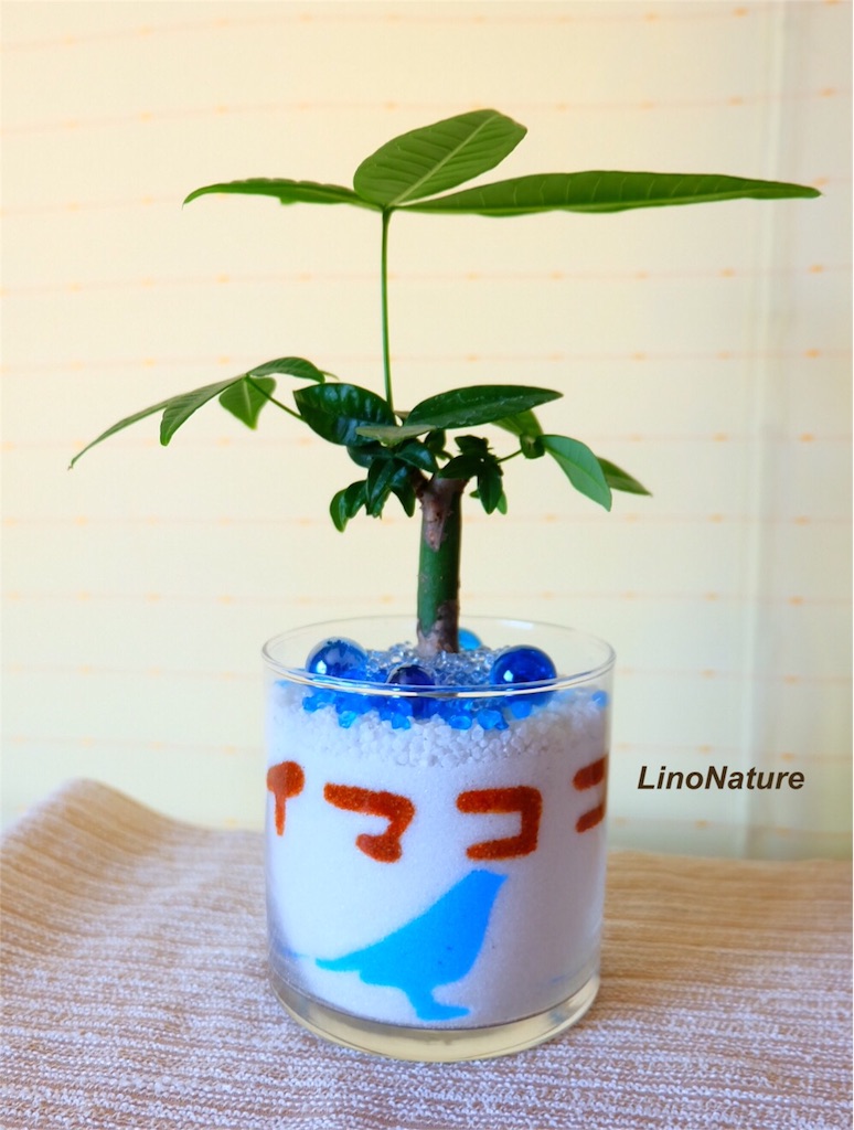 f:id:linonature:20160506114811j:image f:id:linonature:20160506114811j:image