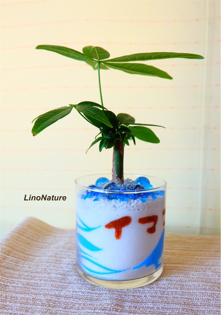f:id:linonature:20160506114819j:image f:id:linonature:20160506114819j:image