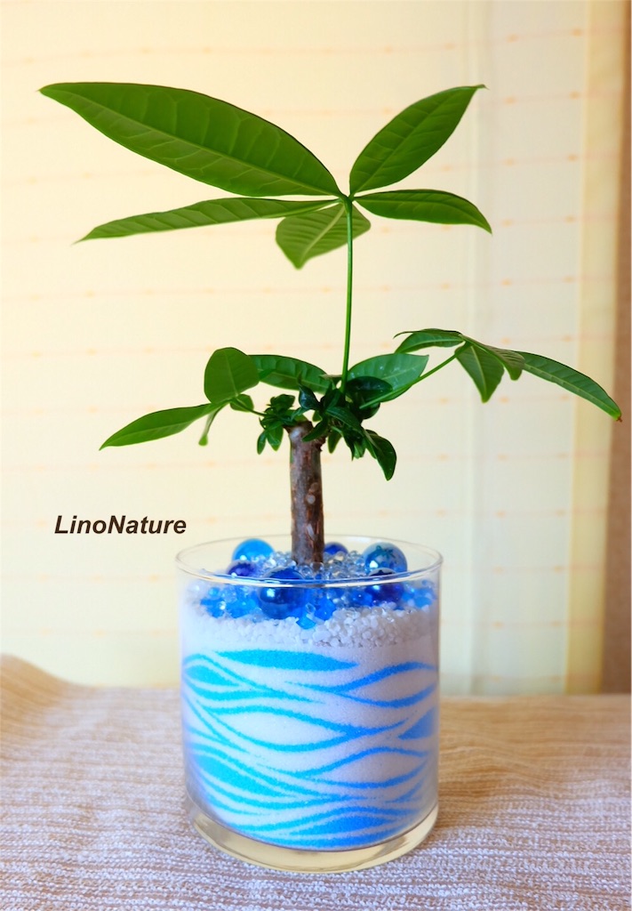 f:id:linonature:20160506114837j:image f:id:linonature:20160506114837j:image