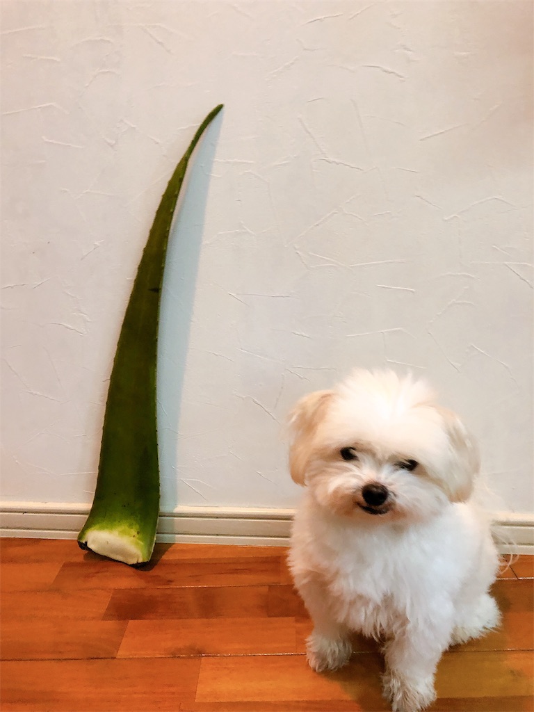 アロエベラ酵母ジュースの作り方 華色衣 はないろごろも 沖縄 大人女子のためのナチュラル服