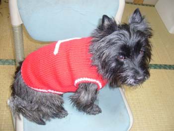 f:id:lion-dog:20080206171755j:image
