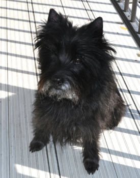 f:id:lion-dog:20100209121849j:image