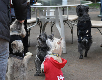 f:id:lion-dog:20100214111106j:image