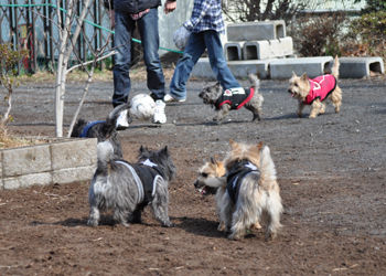 f:id:lion-dog:20100214112733j:image