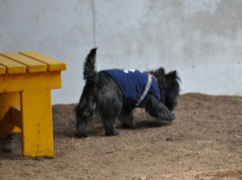 f:id:lion-dog:20100214112829j:image
