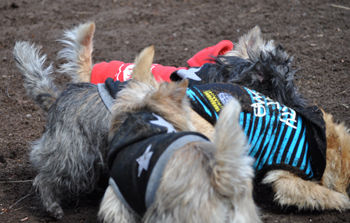 f:id:lion-dog:20100214112838j:image