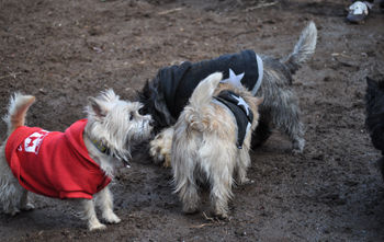 f:id:lion-dog:20100214112906j:image
