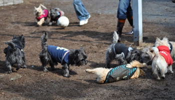 f:id:lion-dog:20100214112918j:image