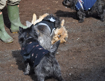 f:id:lion-dog:20100214112936j:image