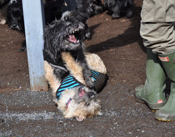 f:id:lion-dog:20100214112949j:image