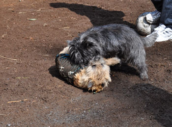f:id:lion-dog:20100214113018j:image