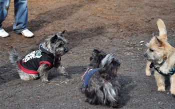 f:id:lion-dog:20100214115850j:image