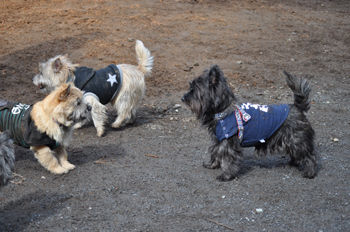 f:id:lion-dog:20100214115859j:image
